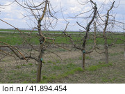 Apple trees in the garden, pruning apple trees. Стоковое фото, фотограф Леонид Еремейчук / Фотобанк Лори