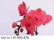 Branch with flowers of bright pink phalaenopsis orchid on a white background. Decorative exotic plants. Стоковое фото, фотограф Елена Пантюхина / Фотобанк Лори