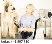 Hairdresser professional dries hair by fen dog fur Afghan hound dog in hairdresser for animal. Стоковое фото, фотограф Татьяна Яцевич / Фотобанк Лори
