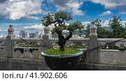 On the observation deck, a dwarf bonsai tree with curved branches grows in a stone pot, next to the carved railing. In the distance, against the blue sky and clouds, city skyscrapers are visible. (2023 год). Стоковое фото, фотограф Вера Ивановна Кубарева / Фотобанк Лори
