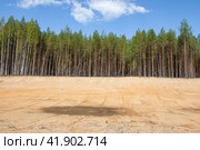 Сосновый лес на краю старого песчанного карьера. Костромская область (2020 год). Стоковое фото, фотограф Виктор Карасев / Фотобанк Лори