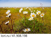 Wild flowers of Mayweed (Tripleurospermum) in the tundra. Summer in the Arctic. Many blooming white wildflowers on the flat marshy tundra. Nature of Chukotka and Siberia. The Far North of Russia. Стоковое фото, фотограф Андрей Степанов / Фотобанк Лори