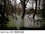 Мрачное болото, заросшее лесом. Willow tree growing in the midst of a swamp. Summer dusk view. Стоковое фото, фотограф Александр Кузнецов / Фотобанк Лори