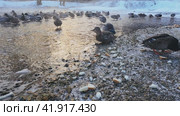 Wild ducks feed on the shore of an ice-free pond on a winter day. Стоковое видео, видеограф Ярославский Максим / Фотобанк Лори
