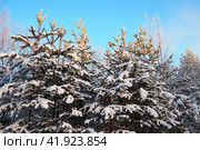 Pine forest in winter during the day in severe frost, Karelia. Snow on the coniferous branches. Frosty sunny weather anticyclone. Scots pine Pinus sylvestris is a plant pine Pinus of Pine Pinaceae. Стоковое фото, фотограф Юлия Петровская / Фотобанк Лори