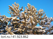 Pine forest in winter during the day in severe frost, Karelia. Snow on the coniferous branches. Frosty sunny weather anticyclone. Scots pine Pinus sylvestris is a plant pine Pinus of Pine Pinaceae. Стоковое фото, фотограф Юлия Петровская / Фотобанк Лори