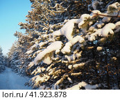 Pine forest in winter during the day in severe frost, Karelia. Snow on the coniferous branches. Frosty sunny weather anticyclone. Scots pine Pinus sylvestris is a plant pine Pinus of Pine Pinaceae. Стоковое фото, фотограф Юлия Петровская / Фотобанк Лори