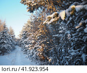 Pine forest in winter during the day in severe frost, Karelia. Snow on the coniferous branches. Frosty sunny weather anticyclone. Scots pine Pinus sylvestris is a plant pine Pinus of Pine Pinaceae. Стоковое фото, фотограф Юлия Петровская / Фотобанк Лори