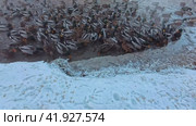 A flock of wild ducks are feeding near the shore of the reservoir. Slow motion. Стоковое видео, видеограф Ярославский Максим / Фотобанк Лори