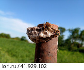 The nest wasps polistov. Vespiary. Стоковое фото, фотограф Леонид Еремейчук / Фотобанк Лори