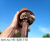 The nest wasps polistov. Vespiary. Стоковое фото, фотограф Леонид Еремейчук / Фотобанк Лори