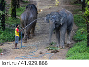 Таиланд. Као-Лак. Погонщик моет слона на ферме. Thailand. Khao-Lak. A mahout washes an elephant on a farm. (2023 год). Редакционное фото, фотограф Алексей Смышляев / Фотобанк Лори