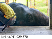 Таиланд. Као-Лак. Погонщик седлает слона перед прогулкой. Thailand. Kao-Lak. A mahout saddles an elephant before a walk. (2023 год). Стоковое фото, фотограф Алексей Смышляев / Фотобанк Лори
