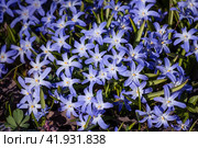 Scilla luciliae, Хионодокса. Стоковое фото, фотограф Юлия Бабкина / Фотобанк Лори