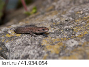 The quick or ordinary lizard (lat. Lacerta agilis) is heated on a warm stone. Стоковое фото, фотограф Андрей Жигальцов / Фотобанк Лори