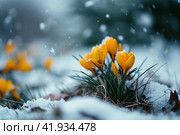 Yellow crocuses in the snow,Generative AI. Стоковое AI-изображение, AI-художник Анна Кривицкая / Фотобанк Лори