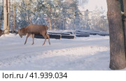 A deer walks along the highway during the day in winter. Стоковое видео, видеограф Светлана Семёновская / Фотобанк Лори