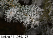 Blue spruce in frost. Winter magic. After the thaw, frost struck and the trees were covered with frost. Стоковое фото, фотограф Андрей Жигальцов / Фотобанк Лори
