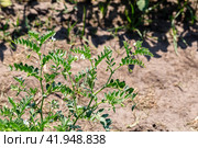 Chickpeas in garden with leaves. Chickpeas plant growing. Стоковое фото, фотограф Ольга Сейфутдинова / Фотобанк Лори