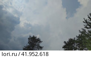 Tall pine trees against a background of blue sky and clouds. To the right are two tall pines, whose branches sway in the wind. White clouds quickly run across the light blue sky, changing shape and size as they go. Стоковое видео, видеограф Andrew_Swarga / Фотобанк Лори