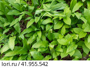 Wild garlic (Allium ursinum) green leaves in the beech forest. The plant is also known as ramsons, buckrams, broad-leaved garlic, wood garlic, bear leek or bear's garlic. Стоковое фото, фотограф Ирина Михайличенко / Фотобанк Лори