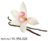 Vanilla flower and sticks isolated on white background. Стоковое фото, фотограф Катерина Ковалева / Фотобанк Лори