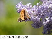 Butterfly Vanessa cardui on lilac flowers. Pollination blooming lilacs. Стоковое фото, фотограф Леонид Еремейчук / Фотобанк Лори