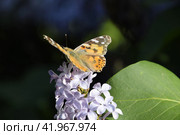 Butterfly Vanessa cardui on lilac flowers. Pollination blooming lilacs. Стоковое фото, фотограф Леонид Еремейчук / Фотобанк Лори