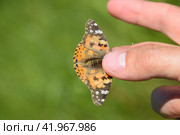 Butterfly Vanessa cardui in the hands of man. butterfly caught. Стоковое фото, фотограф Леонид Еремейчук / Фотобанк Лори