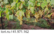 fresh grape bunches in sunny day waiting for harvesting. Стоковое видео, видеограф Яков Филимонов / Фотобанк Лори