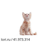 bright red kitten standing and looking up on a white background. Стоковое фото, фотограф Артем Курутин / Фотобанк Лори