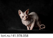 portrait of pink hairless sphinx purebred cat lying on a dark background. Стоковое фото, фотограф Артем Курутин / Фотобанк Лори