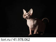 pink hairless sphinx purebred cat lying on black velvet on a dark background. Стоковое фото, фотограф Артем Курутин / Фотобанк Лори