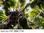 Coco de mer fruits, Lodoicea palm tree. Vallee de Mai, Praslin, Seychelles. Стоковое фото, фотограф EugeneSergeev / Фотобанк Лори