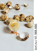 A quail chicken squints among the quail eggs. Poultry farming in incubators. Стоковое фото, фотограф Неведицына Елена / Фотобанк Лори