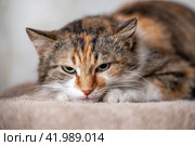 tricolor mottled angry cat has clung to the carpet and looks terrifyingly. Стоковое фото, фотограф Артем Курутин / Фотобанк Лори