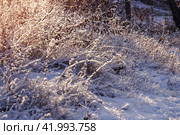 Всё покрыто инеем в лучах теплого солнышка. Стоковое фото, фотограф Евгения Золкина / Фотобанк Лори