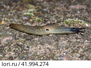 The slug Krynickillus melanocephalus crawls along the paths in the garden. The slug Krynickillus melanocephalus is a terrestrial gastropod mollusk of the order pulmonate snails of the family Agriolimacidae. Стоковое фото, фотограф Андрей Жигальцов / Фотобанк Лори