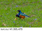 East African songbirds of the starling family Superb Starling (Spreo superbus) (2022 год). Стоковое фото, фотограф Алексей Кузнецов / Фотобанк Лори