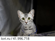 Kitten Egyptian mau portrait closeup at home. Стоковое фото, фотограф Аксенова Вера / Фотобанк Лори