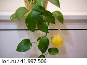 Epipremnum aureum with withered yellow leaves, houseplant disease. Стоковое фото, фотограф Андрей Журавлев / Фотобанк Лори
