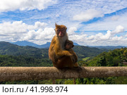 Attractions and nature of the island of Sri Lanka. Стоковое фото, фотограф Олег Молчанов / Фотобанк Лори