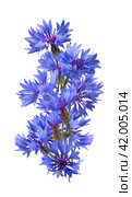 Big vertical bluet cornflower isolated on white background. Стоковое фото, фотограф Катерина Ковалева / Фотобанк Лори