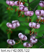 Цветущая лесная лилия кудреватая макро цветы лепестки тычинки пестики flowering forest lilac pink Lilium martagon, stamens, petals and pistils of flowers close up. Стоковое фото, фотограф burnet / Фотобанк Лори