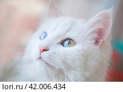 Кот. Стоковое фото, фотограф Александра Лихацкая / Фотобанк Лори