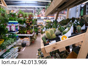 Цветы и кактусы в горшках в магазине OBI, Москва (2022 год). Редакционное фото, фотограф Терехова Марина / Фотобанк Лори