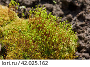 Moss (lat. Bryophyta) in spring on a garden plot. Стоковое фото, фотограф Андрей Жигальцов / Фотобанк Лори