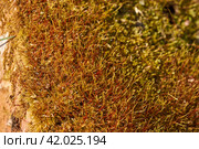 Moss (lat. Bryophyta) in spring on a garden plot. Стоковое фото, фотограф Андрей Жигальцов / Фотобанк Лори