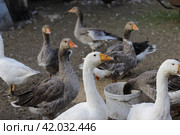 Гуси. Стоковое фото, фотограф Юлия Сергеевна Купина / Фотобанк Лори