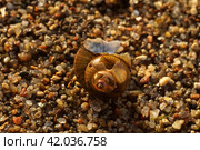 Пустая сломанная раковина пресноводной улитки / empty broken freshwater snail shell. Стоковое фото, фотограф Александр Паньков / Фотобанк Лори